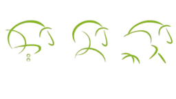 Ortho-Vet